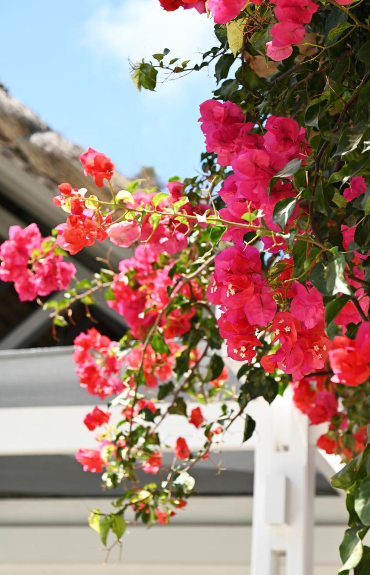 Veranda Palmar Beach Hotel&Spa - All Inclusive Belle Mare Esterno foto